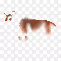 狮子狗猫科饥饿鼻子-狮子-空若网 狮子狗猫科饥饿鼻子-狮子-空若网