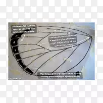 ���ֲ�������-Lara-������