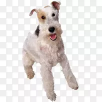 澳大利亚牧羊犬-澳洲牧羊犬-空若网 澳大利亚牧羊犬-澳洲牧羊犬-空若网