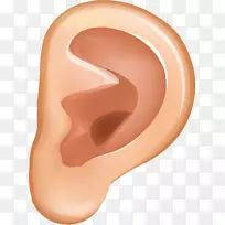 耳廓动画.耳PNG载体材料-空若网 耳廓动画.耳PNG载体材料-空若网