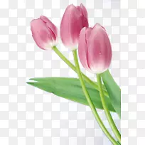 花郁金香下载-男人,女人,花-空若网 花郁金香下载-男人,女人,花-空若网