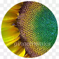 ÏòÈÕ¿ûÖÖ×ÓÆÕͨÏòÈÕ¿ûÀ¥³æ»¨·ÛÀ¥³æ-¿ÕÈôÍø ÏòÈÕ¿ûÖÖ×ÓÆÕͨÏòÈÕ¿ûÀ¥³æ»¨·ÛÀ¥³æ-¿ÕÈôÍø