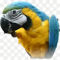 红胸侏儒鹦鹉可伸缩图形.鹦鹉png图像下载-空若网 红胸侏儒鹦鹉可伸缩图形.鹦鹉png图像下载-空若网