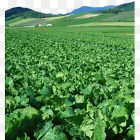 无蔬菜食品-农业-白菜园-空若网 无蔬菜食品-农业-白菜园-空若网