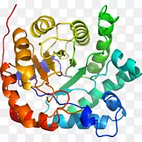 人体珠宝线有机体剪贴画线-空若网 人体珠宝线有机体剪贴画线-空若网