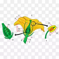 ����ֲ�ﻨ���ӷ�ֲ�����-��-������