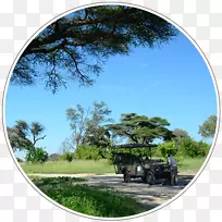 纳米比亚博茨瓦纳南非树疟疾树-空若网 纳米比亚博茨瓦纳南非树疟疾树-空若网