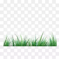 绿色剪贴画.草材料-空若网 绿色剪贴画.草材料-空若网