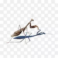 �����ֽ͸���������-���-������