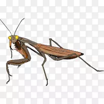 昆虫螳螂科动物触角-昆虫-空若网 昆虫螳螂科动物触角-昆虫-空若网