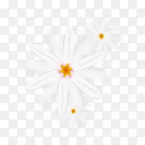 ����ͼ��-�����İ�ɫ�ջ�-������