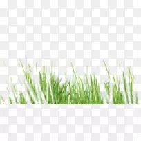 ²ÝƺÏã¸ù²ÝÓлúʳƷ¾«Æ·µê-¿ÕÈôÍø ²ÝƺÏã¸ù²ÝÓлúʳƷ¾«Æ·µê-¿ÕÈôÍø