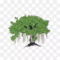 叶菜树,草本植物,茎-树-空若网 叶菜树,草本植物,茎-树-空若网