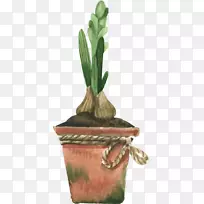 水仙花水彩画-大蒜-空若网 水仙花水彩画-大蒜-空若网