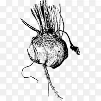 甜菜根蔬菜剪贴画-蔬菜-空若网 甜菜根蔬菜剪贴画-蔬菜-空若网