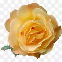 花园玫瑰博客剪贴画-空若网 花园玫瑰博客剪贴画-空若网