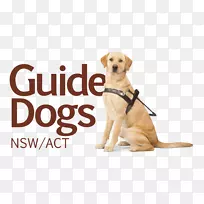导盲犬维多利亚小狗宠物保险-狗-空若网 导盲犬维多利亚小狗宠物保险-狗-空若网