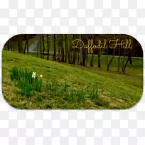 草坪桌面壁纸草地草人工林-计算机-空若网 草坪桌面壁纸草地草人工林-计算机-空若网