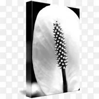 刷睫毛-白色花瓣-空若网 刷睫毛-白色花瓣-空若网