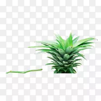 营养食品-菠萝叶-空若网 营养食品-菠萝叶-空若网