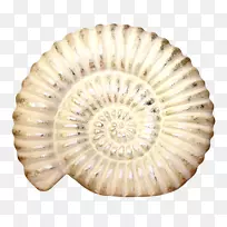 尼音符单簧管摄影.海螺图案-空若网 尼音符单簧管摄影.海螺图案-空若网