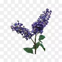 Ӣ��޹�²ݶ����л���ͨ��β��-������