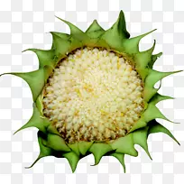 普通葵花籽-向日葵种子材料-空若网 普通葵花籽-向日葵种子材料-空若网