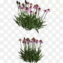 切花花盆植物茎开花植物-植物-空若网 切花花盆植物茎开花植物-植物-空若网