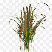 香草花盆草-树-空若网 香草花盆草-树-空若网