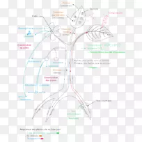 图树-空若网 图树-空若网