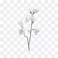 ���㶹ֲ�ﾥ�л��㶹-������