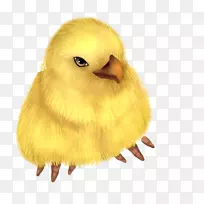 ���������Ϊʳ��.��ë-������