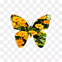 帝王蝴蝶杯-蝴蝶-空若网 帝王蝴蝶杯-蝴蝶-空若网