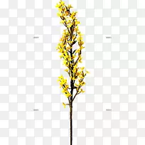 小枝植物茎叶开花植物叶-空若网 小枝植物茎叶开花植物叶-空若网