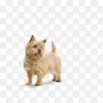 诺维奇猎犬,格伦,澳大利亚猎犬,澳大利亚丝质猎犬,凯恩猎犬,小狗-空若网 诺维奇猎犬,格伦,澳大利亚猎犬,澳大利亚丝质猎犬,凯恩猎犬,小狗-空若网