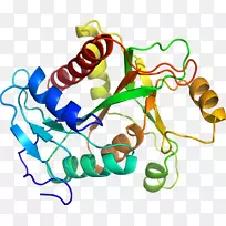 人体首饰有机体线剪贴画线-空若网 人体首饰有机体线剪贴画线-空若网