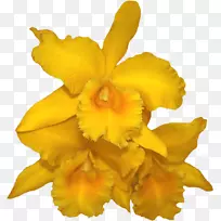 卡特利亚兰花博客剪花艺术-空若网 卡特利亚兰花博客剪花艺术-空若网