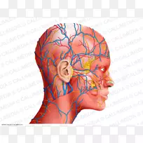 �������ͷ����������ѧ-��ѧ-������