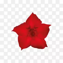 岩喇叭植物花园切花玫瑰植物-空若网 岩喇叭植物花园切花玫瑰植物-空若网