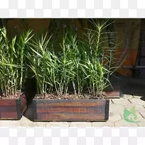 �������ʺ̱���ֲ��ݱ�ֲ��-������