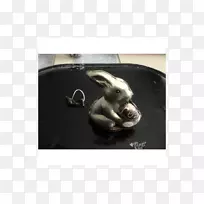 非运动团体犬鼻子-费雷罗滚轮-空若网 非运动团体犬鼻子-费雷罗滚轮-空若网