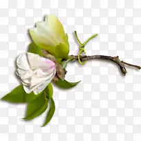 玫瑰科花卉设计切花芽植物茎厚朴-空若网 玫瑰科花卉设计切花芽植物茎厚朴-空若网