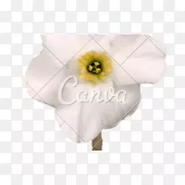 花瓣切花,开花植物-五叶草,现金回收照片-空若网 花瓣切花,开花植物-五叶草,现金回收照片-空若网