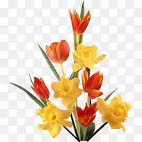 水仙花郁金香剪贴画-郁金香-空若网 水仙花郁金香剪贴画-郁金香-空若网