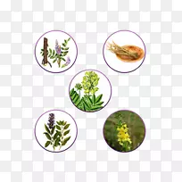 药用植物癌症治疗剂量-苦瓜-空若网 药用植物癌症治疗剂量-苦瓜-空若网