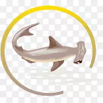 锤头鲨虎鲨大白鲨-空若网 锤头鲨虎鲨大白鲨-空若网