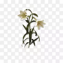 百合花-百合-空若网 百合花-百合-空若网