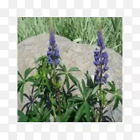 英国薰衣草蓝帽法国薰衣草野生卢平-空若网 英国薰衣草蓝帽法国薰衣草野生卢平-空若网