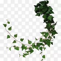 藤蔓剪贴画-赫德拉-空若网 藤蔓剪贴画-赫德拉-空若网