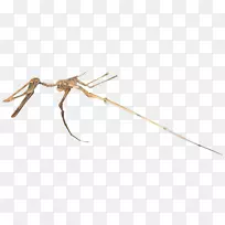 蚊虫线-蚊子-空若网 蚊虫线-蚊子-空若网